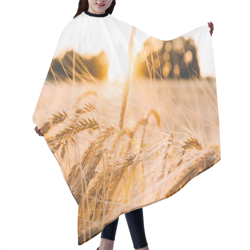 Personality  Golden Field With Morning Sunrise And Sunshine. Beautiful Nature Landscape. Rural Scene. Autumn Background Of Ripening Ears Of Agriculture Landscape. Natur Harvest. Natural Product. Toned Image. Hair Cutting Cape