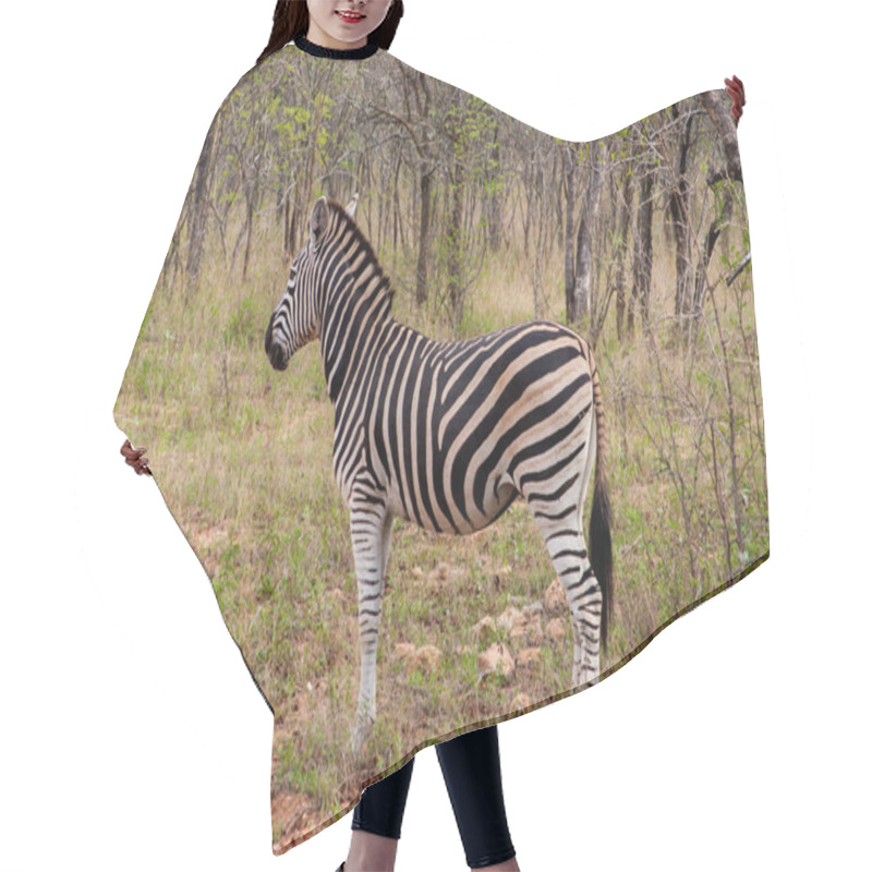 Personality  Wild Striped Zebra In National Kruger Park In South Africa,natural Themed Collection Background, Beautiful Nature Of South Africa, Wildlife Adventure And Travel Hair Cutting Cape