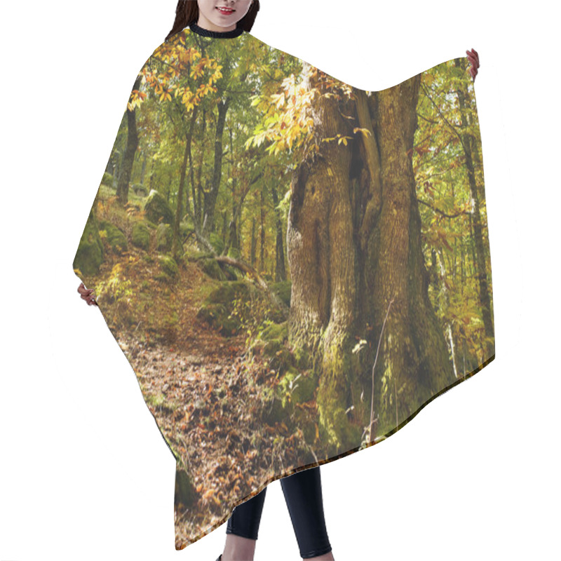 Personality  Old Chesnut Tree Hair Cutting Cape