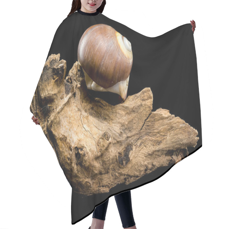 Personality  A Polished Brown Moon Snail Shell With Subtle Cream And White Spirals, Resting Elegantly On Textured Driftwood Against A Stark Black Background, Showcasing Its Natural Beauty And Smooth Finish Hair Cutting Cape