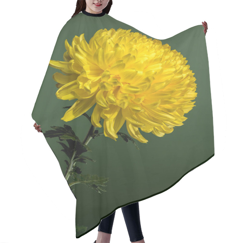 Personality  A Radiant Yellow Chrysanthemum In Full Bloom, Set Against A Green Background. The Vibrant Petals Create A Stunning Contrast, Highlighting The Intricate Details Of This Beautiful Flower. Hair Cutting Cape