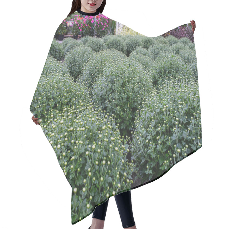 Personality  Rows Of Lush Green Chrysanthemum Plants Covered In Small Flower Buds, Displayed In A Nursery With Vibrant Background Blooms. Hair Cutting Cape