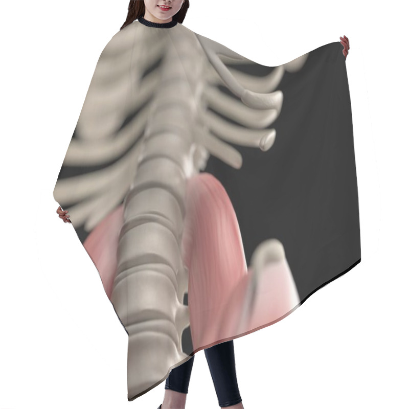 Personality  Human Spine And Pelvis Anatomy Model Hair Cutting Cape