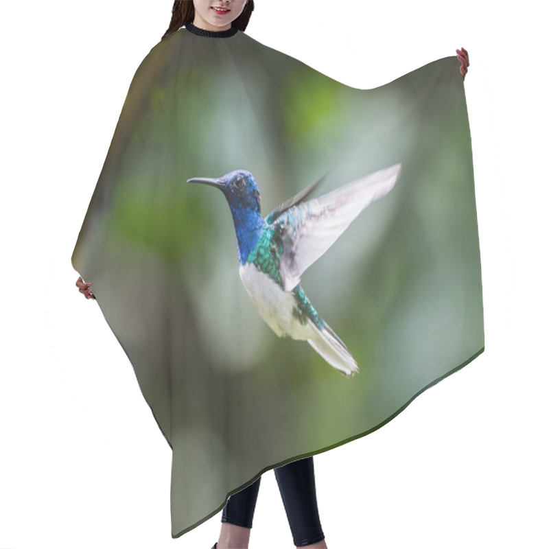 Personality  HUmming Bird Hair Cutting Cape