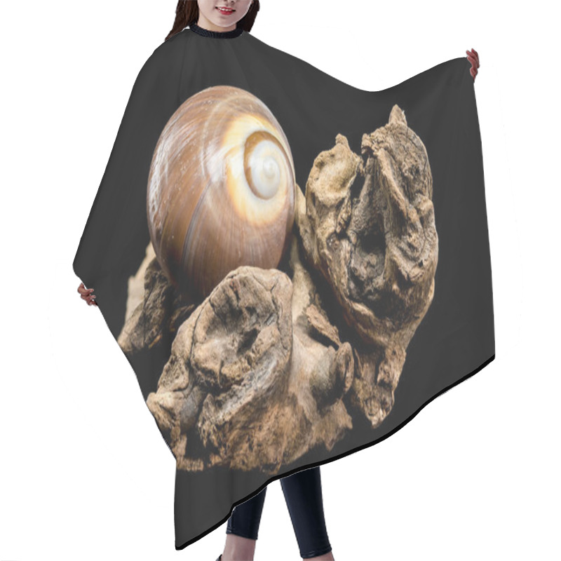 Personality  A Polished Brown Moon Snail Shell With Subtle Cream And White Spirals, Resting Elegantly On Textured Driftwood Against A Stark Black Background, Showcasing Its Natural Beauty And Smooth Finish Hair Cutting Cape