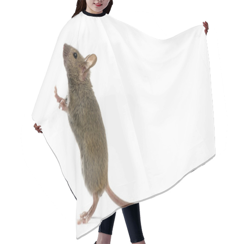 Personality  Wood Mouse Looking Up In Front Of A White Background Hair Cutting Cape