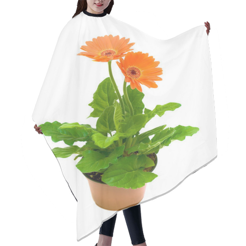 Personality  Gerbera In A Flower Pot On White Background Hair Cutting Cape