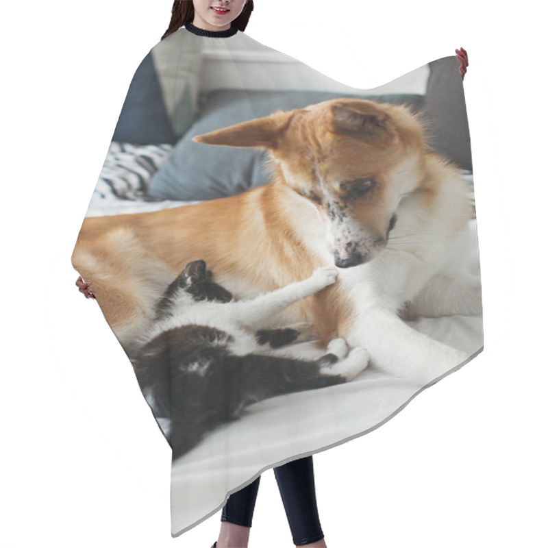 Personality  Cute Kitty And Golden Dog Playing On Bed With Pillows In Stylish Room. Adorable Black And White Kitten And Puppy With Funny Emotions Having Fun On Blanket. Cozy Home, Friends Hair Cutting Cape