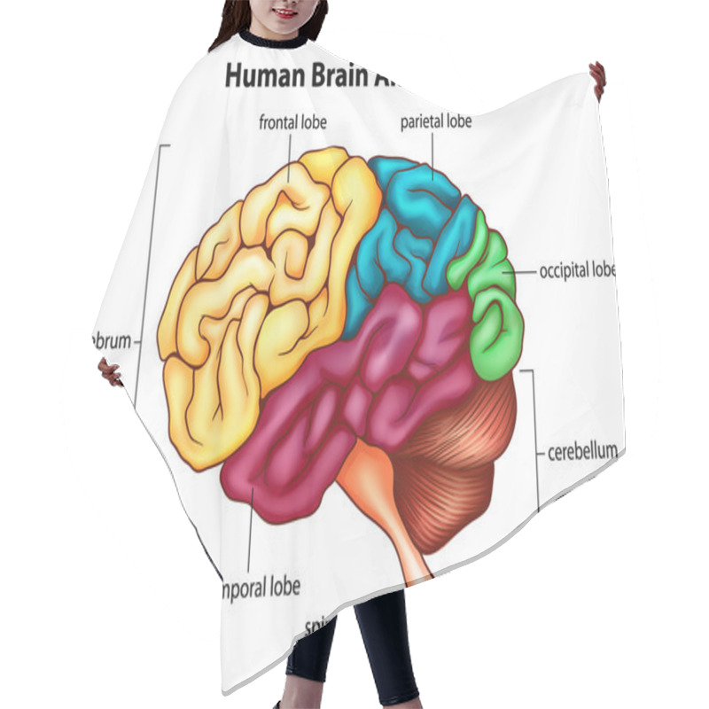 Personality  The Human Brain Hair Cutting Cape