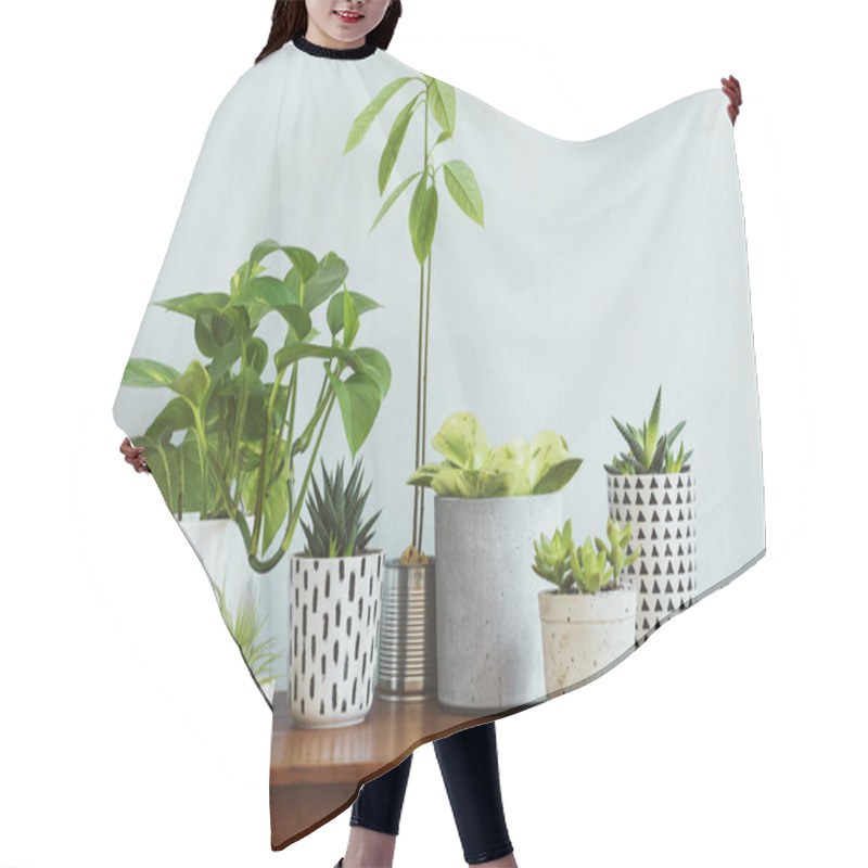 Personality  Stylish And Botany Composition Of Home Interior Garden Filled A Lot Of Plants In Different Design, Elegant Pots And Avocado Plant On The Retro Table. Gray Backgrounds Walls. Spring Blossom. Template. Hair Cutting Cape