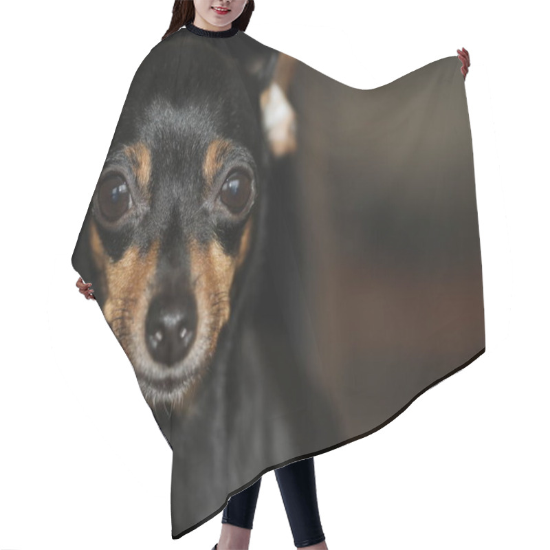 Personality  Pinscher Minitura, Small Dog Hair Cutting Cape