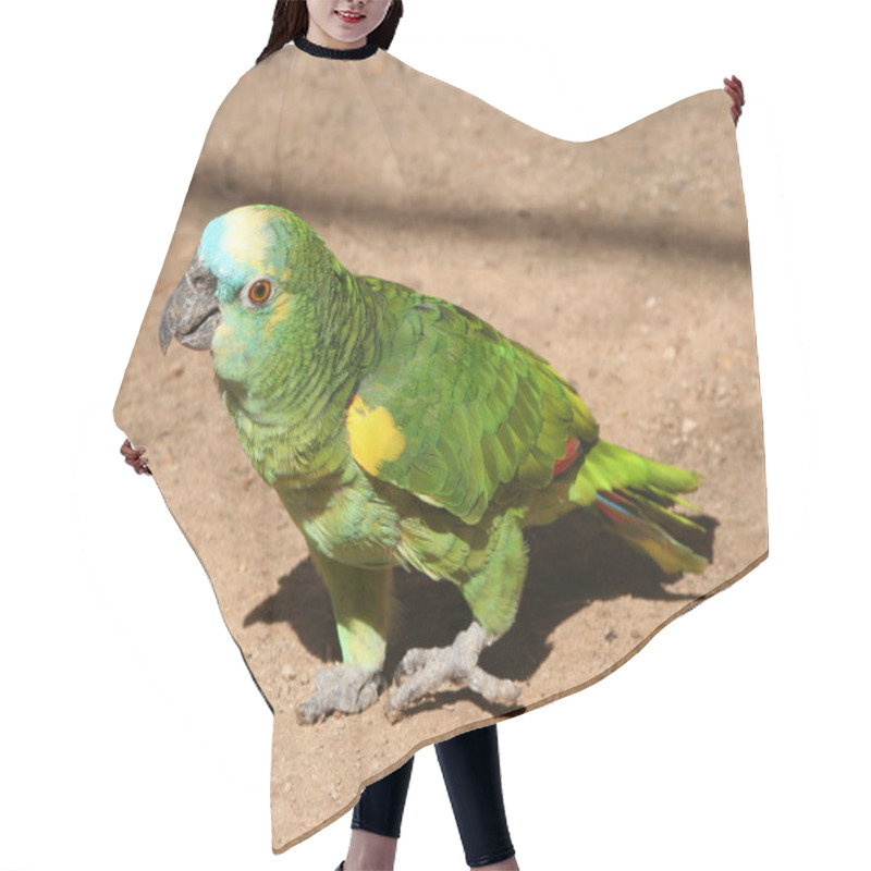 Personality  Beautiful Green Parrot Hair Cutting Cape