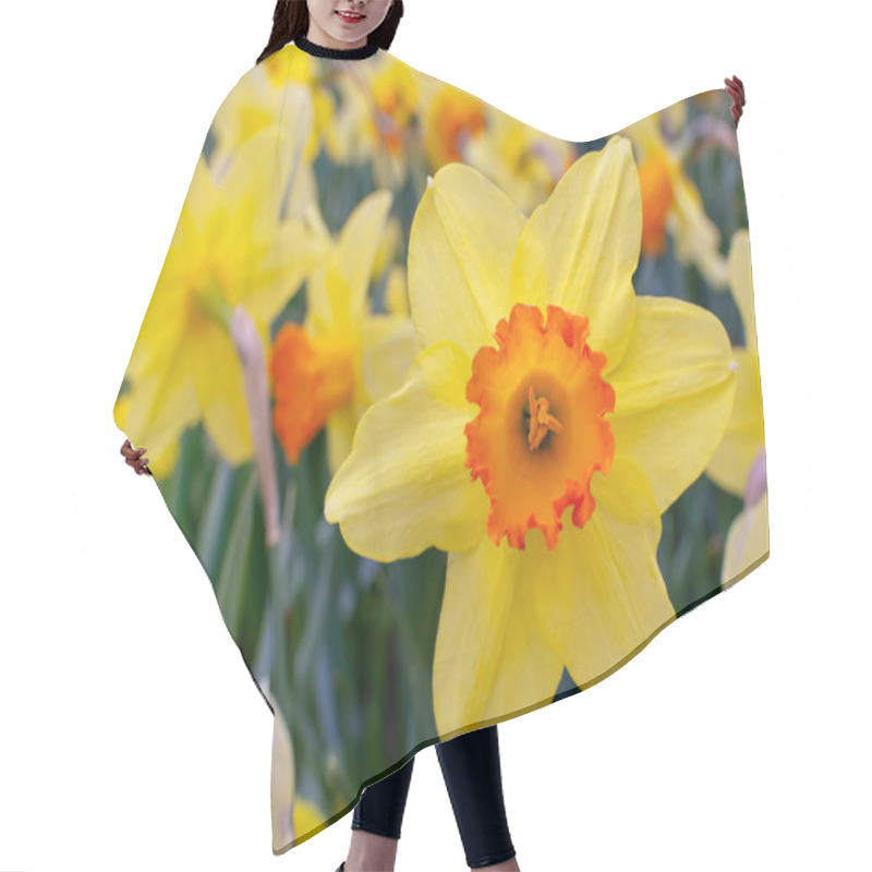 Personality  Yellow Daffodil. Meadow With Flowering Daffodils Hair Cutting Cape