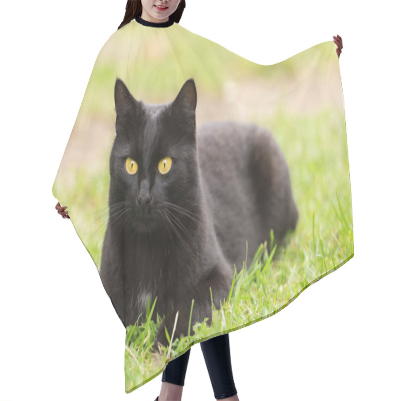 Personality  Bombay Black Cat Portrait With Yellow Eyes And Attentive Look Lies In Spring Garden On Meadow In Grass In Sunlight Hair Cutting Cape