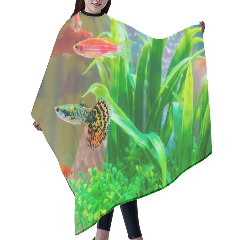 Personality  Little Fish In Fish Tank Or Aquarium, Gold Fish, Guppy And Red Fish, Fancy Carp With Green Plant, Underwater Life Concept. Hair Cutting Cape