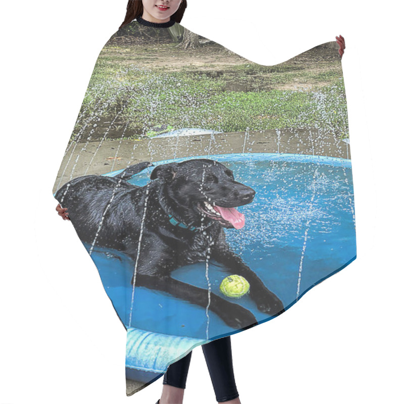 Personality  Jet Black Retriever Relaxes And Cools Off In His Pool With Sprinklers. Hair Cutting Cape