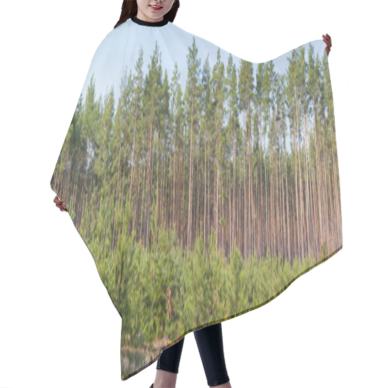 Personality  Young Pines Growing On A Plantation At The Old Cutting Site In The Forest Against Of Background Of The Old Trees, Panoramic View Hair Cutting Cape