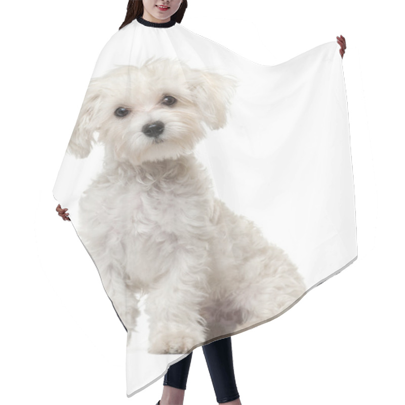 Personality  Maltese Puppy, 6 Months Old, Sitting In Front Of White Background Hair Cutting Cape