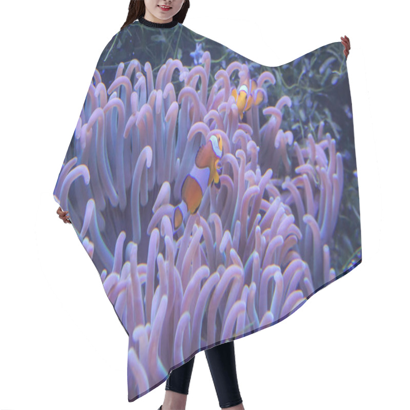 Personality  Clown Fish With Sea Anemone Coral At Dark Light Aquarium Hair Cutting Cape