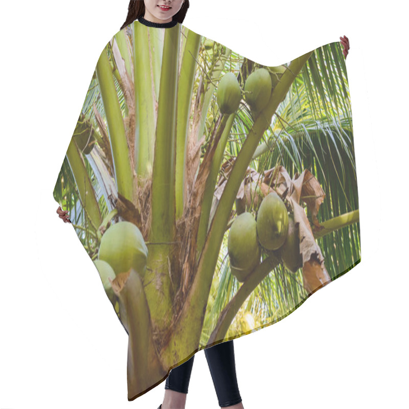 Personality  Coconut Palm With Fruits Hair Cutting Cape