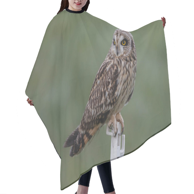 Personality  Short Eared Owl Hair Cutting Cape