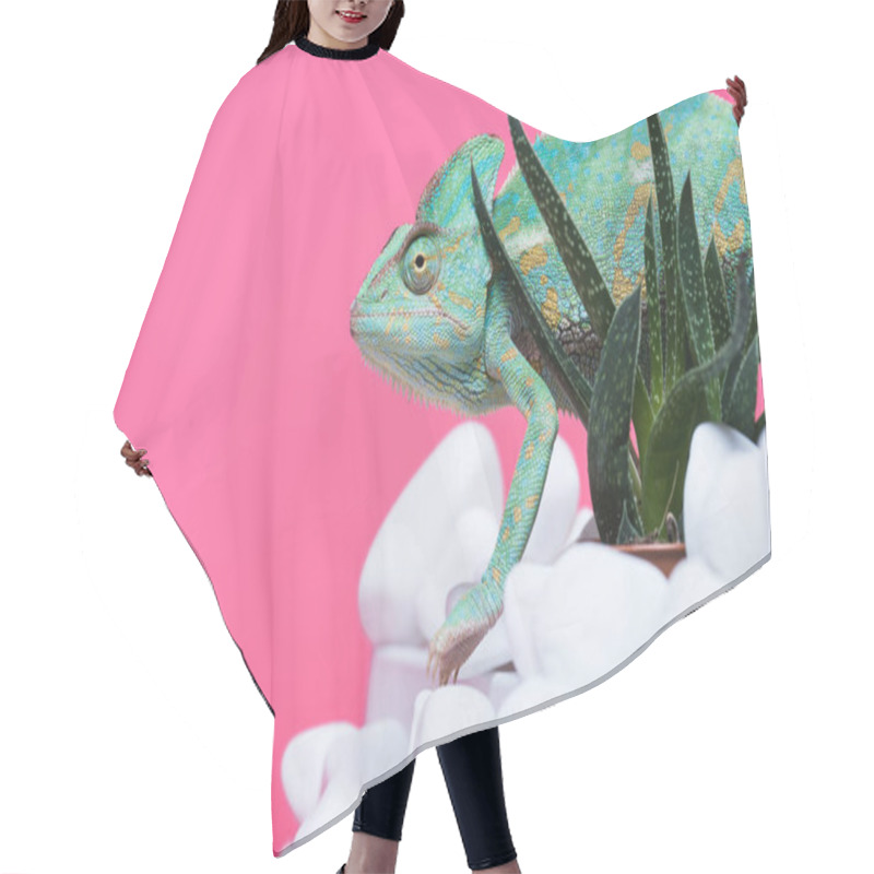 Personality  Side View Of Beautiful Exotic Chameleon On Stones With Succulents Isolated On Pink   Hair Cutting Cape