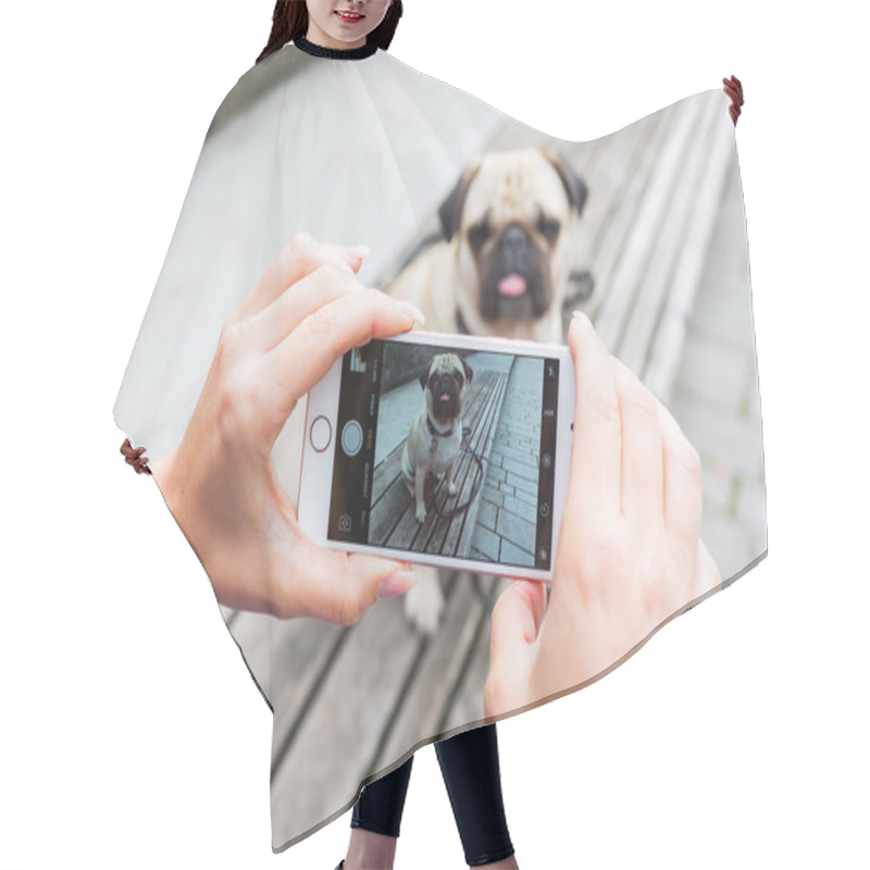 Personality  Woman Makes A Photo Of A Pug Hair Cutting Cape