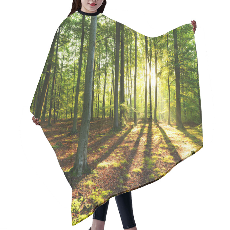 Personality  Beautiful Morning With Sunshine In Autumn Forest Hair Cutting Cape