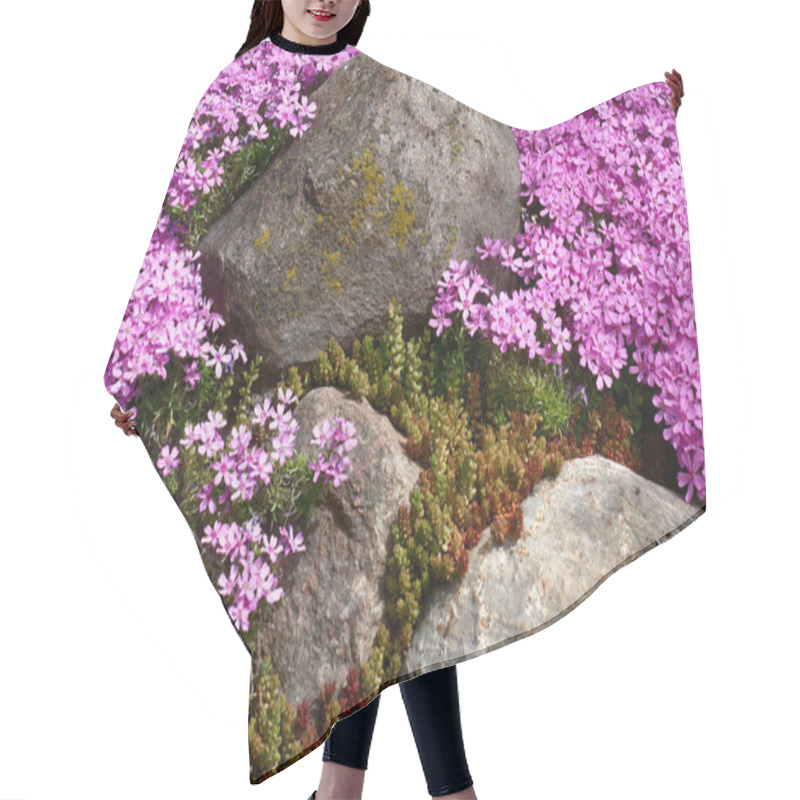 Personality  Around Large Stones The Sedum And Plentifully Blossoming Phlox Subulata Grow. Pink-purple Carpet. Hair Cutting Cape