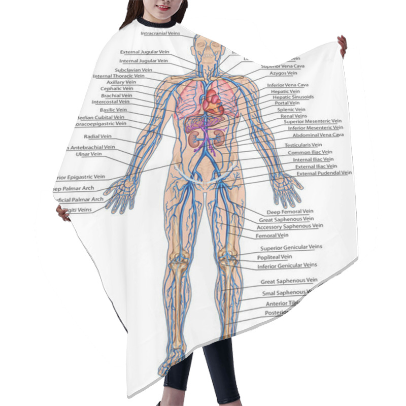 Personality  Human Bloodstream - Didactic Board Of Anatomy Of Blood System Of Human Circulation Sanguine, Cardiovascular, Vascular And Venous System Hair Cutting Cape