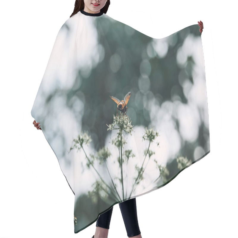 Personality  Selective Focus Of Bee On Cow Parsley Flowers With Blurred Background Hair Cutting Cape