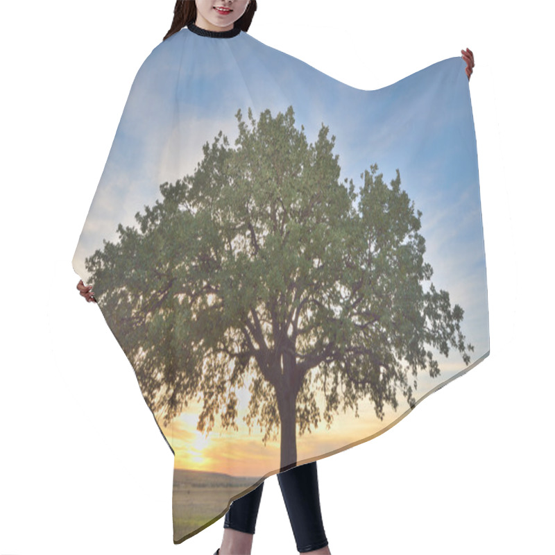 Personality  Old Oak Tree  Hair Cutting Cape