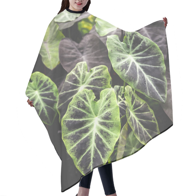 Personality  Close Up Image Of Colocasia Black Magic Leaves  On Dark Background. Hair Cutting Cape