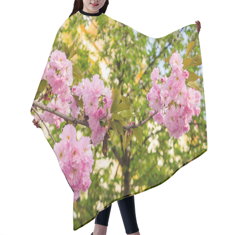 Personality  Pink Blossomed Sakura Flowers With Blur Hair Cutting Cape