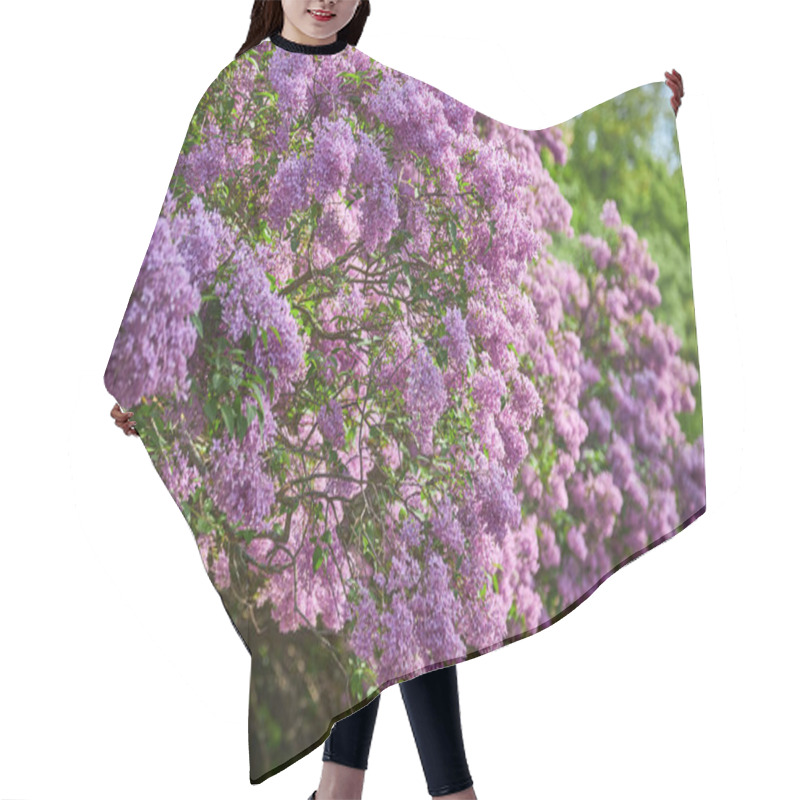 Personality  Beautiful Lilac Flowers With Selective Focus. Purple Lilac Flowers With Blurred Green Leaves. Spring Blossoms. Blooming Lilac Bushes With Tender Tiny Flowers. Purple Lilac Flowers On Bushes. Hair Cutting Cape