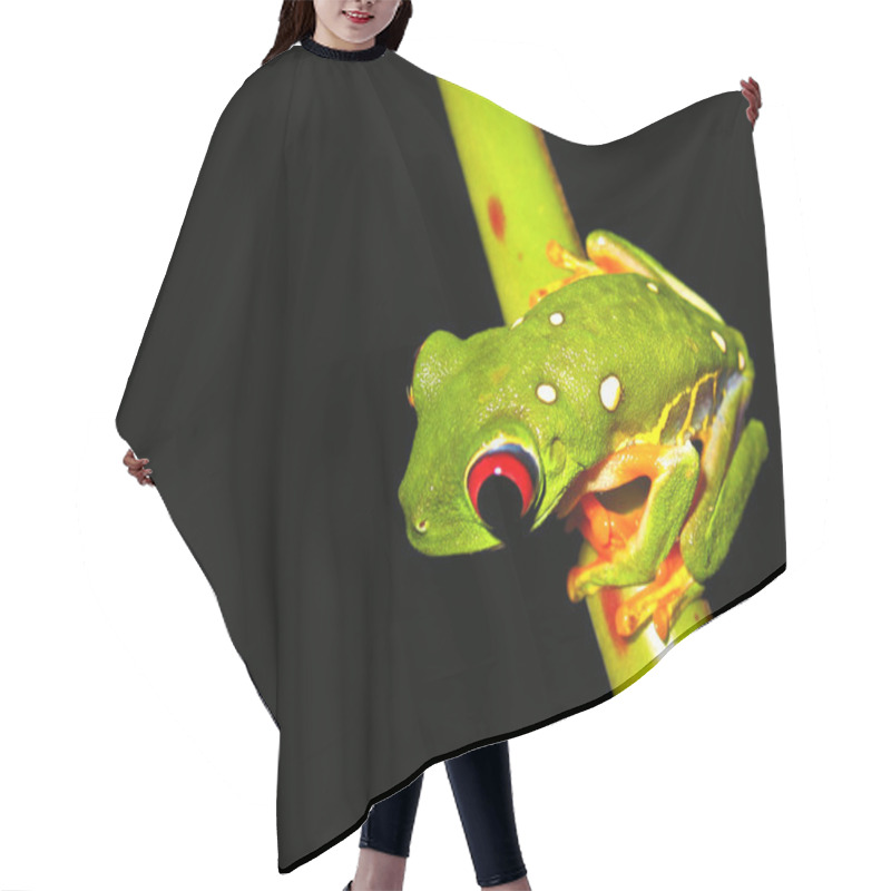 Personality  Red Eye Tree Frog Hair Cutting Cape