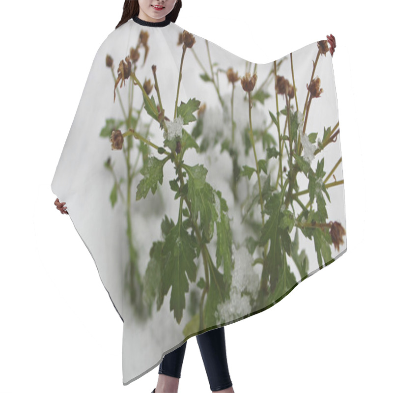 Personality  Unexpected Snowfall Covers A Green Plant With Small Leaves And Buds Hair Cutting Cape