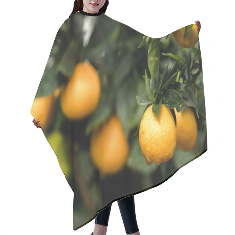 Personality  Orangetree II Hair Cutting Cape