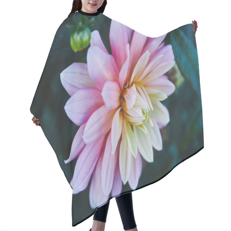 Personality  Beautiful White And Purple Chrysanthemum In Garden Hair Cutting Cape