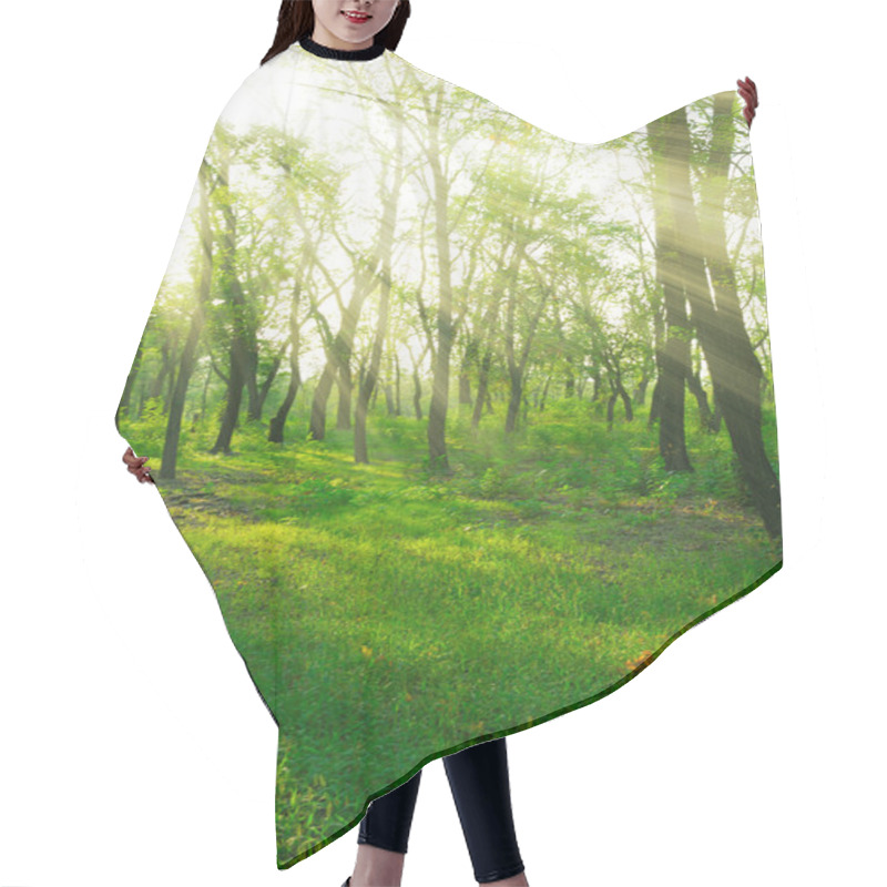 Personality  Sunbeams In Spring Forest Hair Cutting Cape