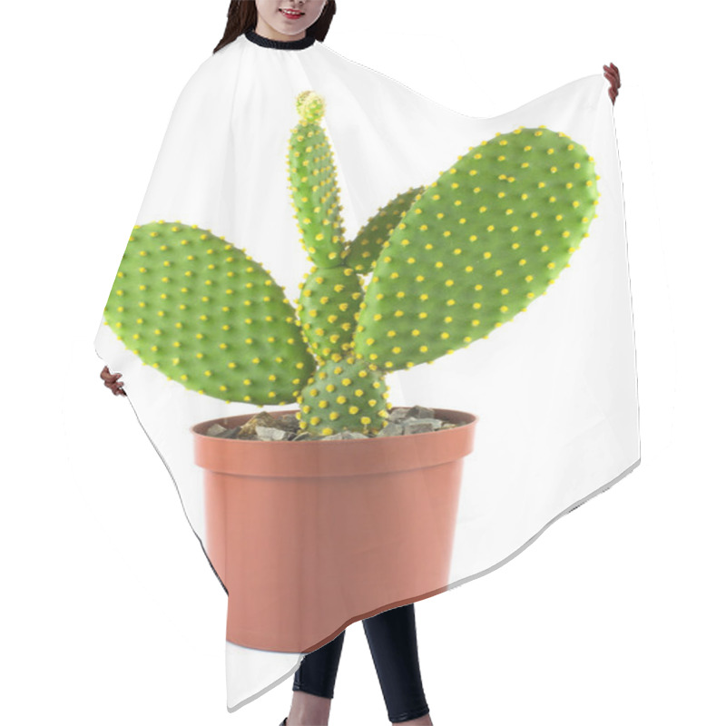 Personality  Potted Globe Cactus Isolated Over White Background Hair Cutting Cape