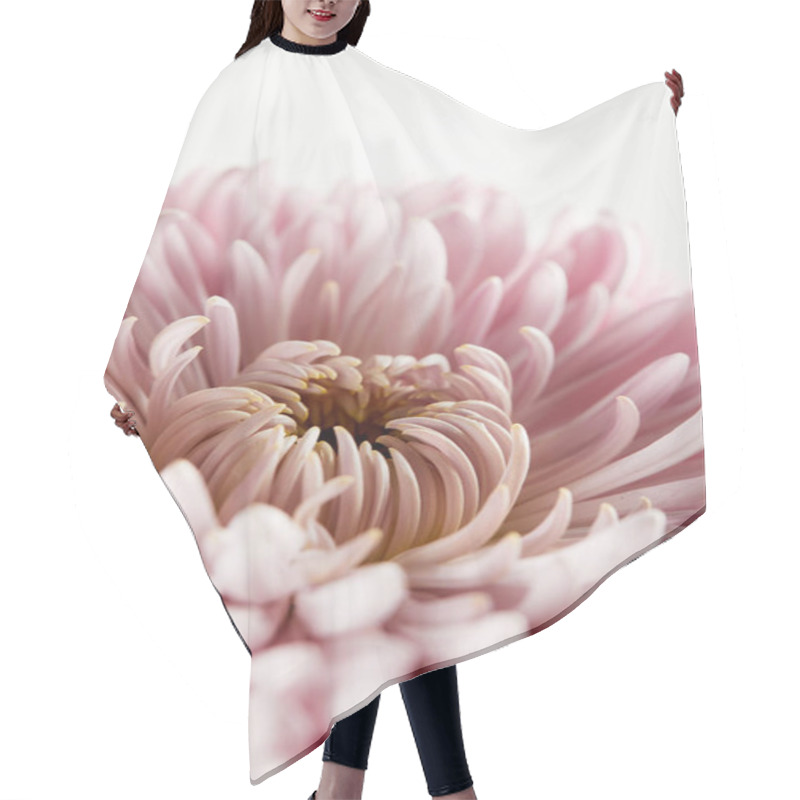 Personality  Close Up View Of Pink Chrysanthemum Isolated On White Hair Cutting Cape