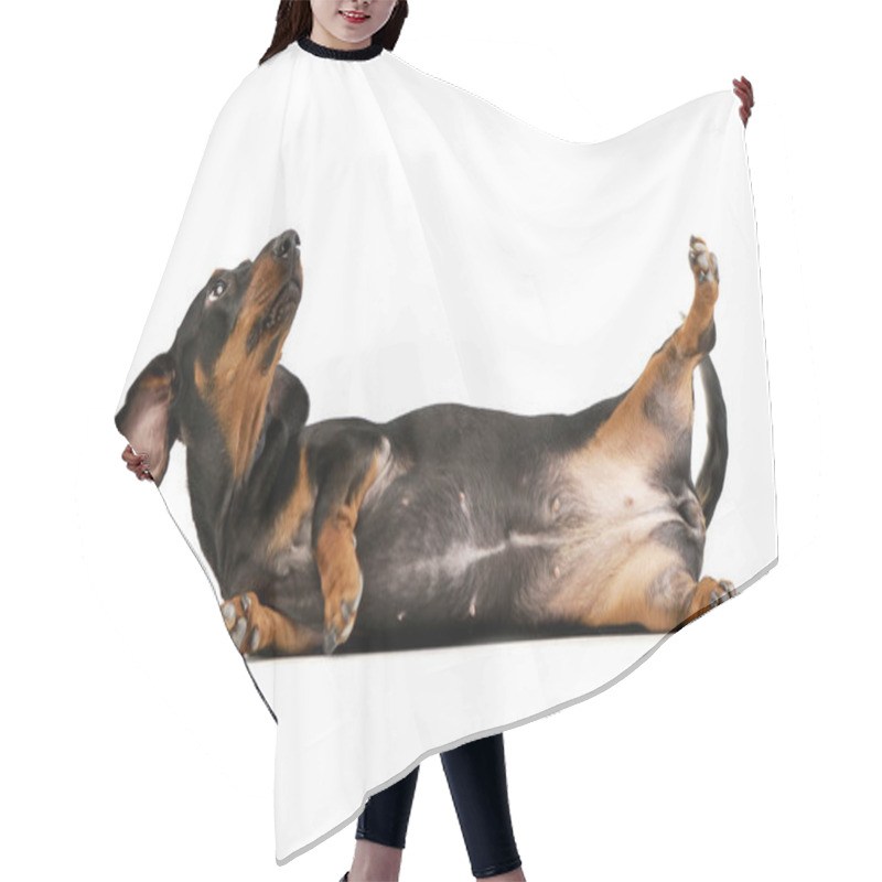 Personality  Studio Shot Of An Adorable Short Haired Dachshund  Playing On White Background. Hair Cutting Cape