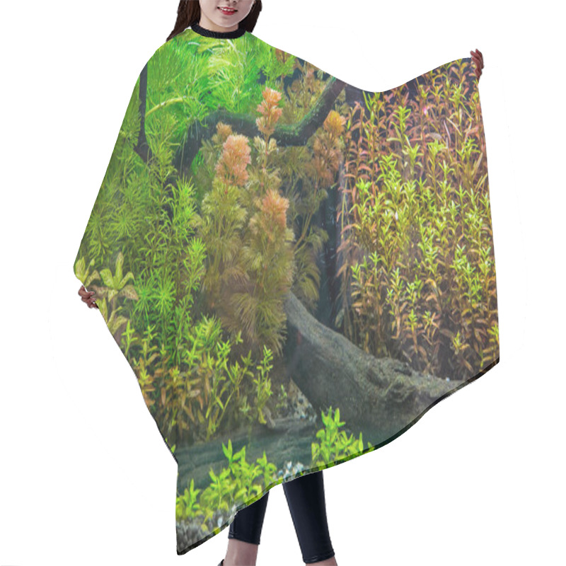 Personality  A Tropical Freshwater Aquarium That Is Planted In Beautiful Green. Hair Cutting Cape