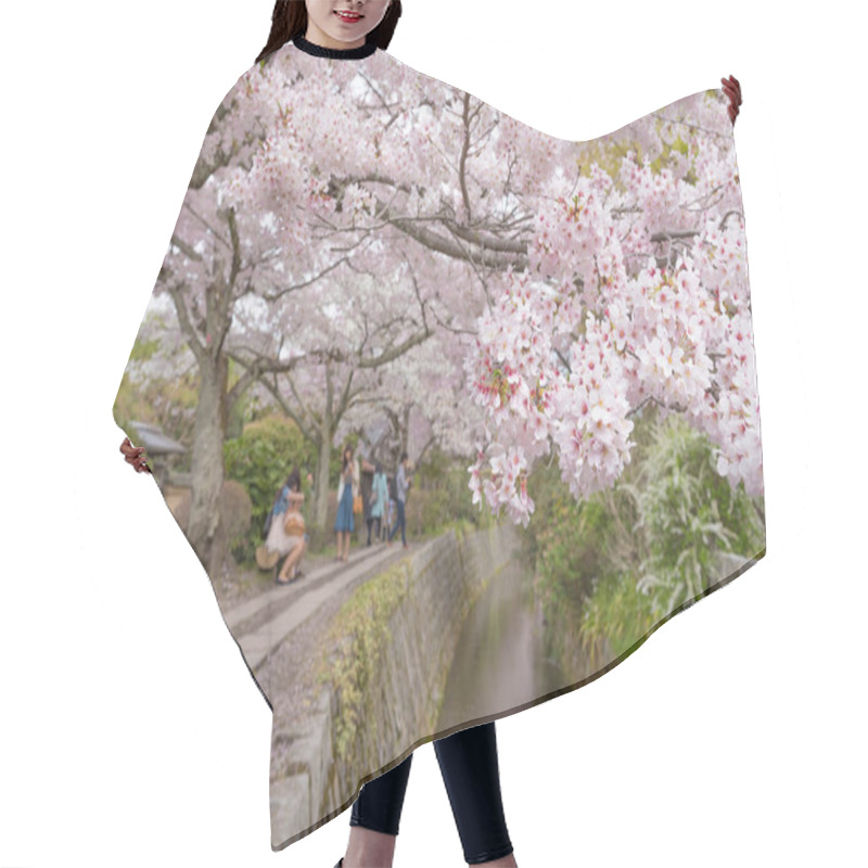 Personality  Philosopher's Walk With Sakura (cherry Blossom)  In The Springti Hair Cutting Cape