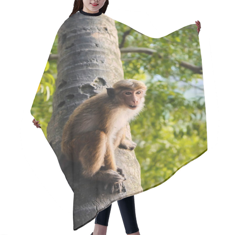 Personality  Close Up Of Monkey Sitting On Tree Branch Hair Cutting Cape