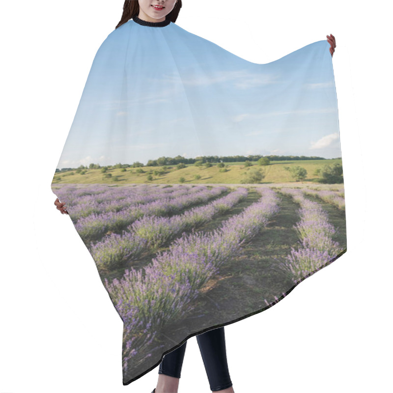 Personality  Blooming Lavender Bushes Under Blue Sky In Farmland Hair Cutting Cape