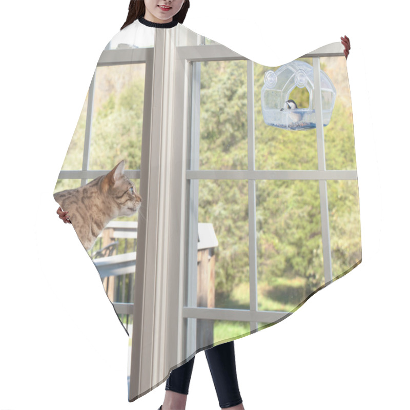 Personality  Cat Watching Bird On Feeder Hair Cutting Cape