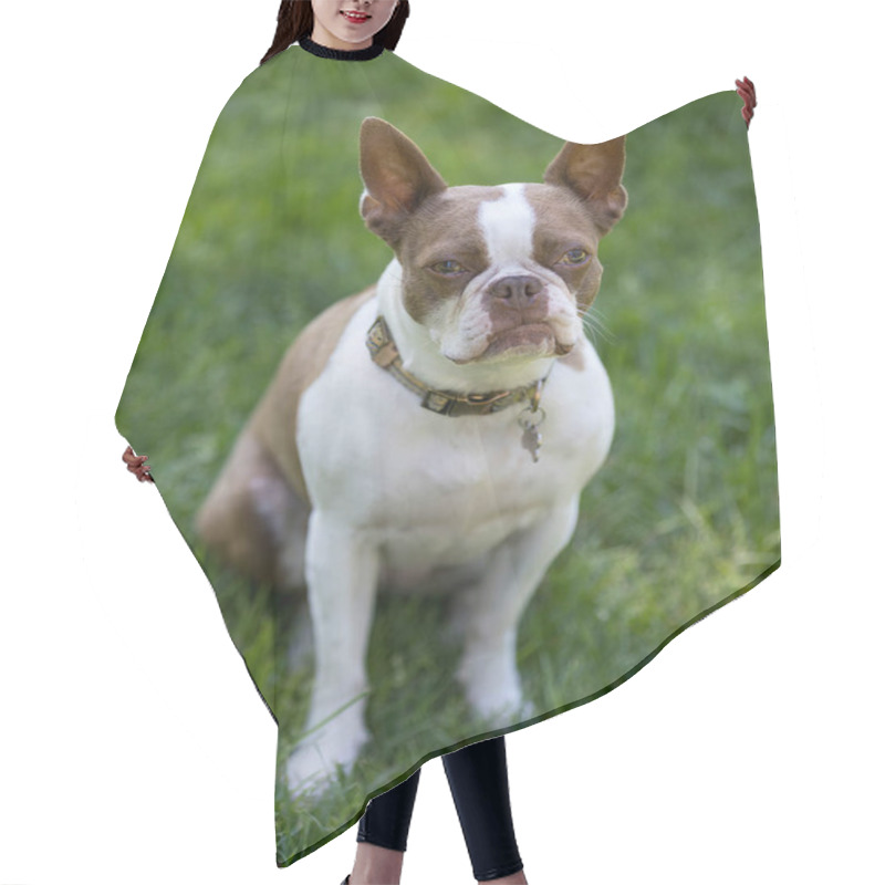 Personality  4-Years Old Red Boston Terrier Female Sitting And Looking At Camera. Off-leash Dog Park In Northern California. Hair Cutting Cape