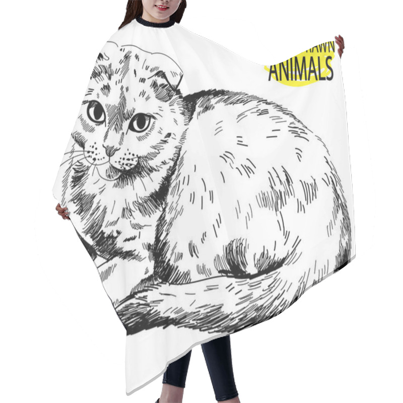 Personality  Scottish Fold. The Cat Is Lying. Vector Freehand Drawing. Hair Cutting Cape